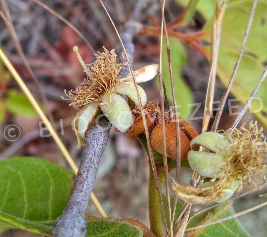 Campomanesia 6