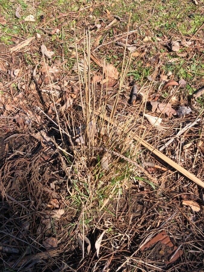 Stipa bromoides
