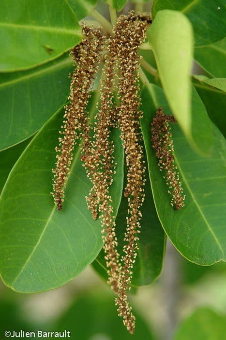 Excoecaria agallocha 3
