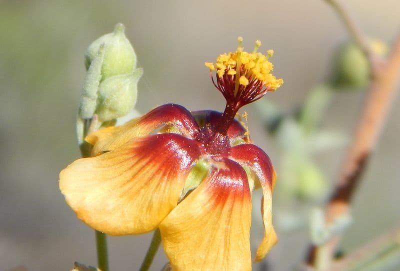 Abutilon incanum 5