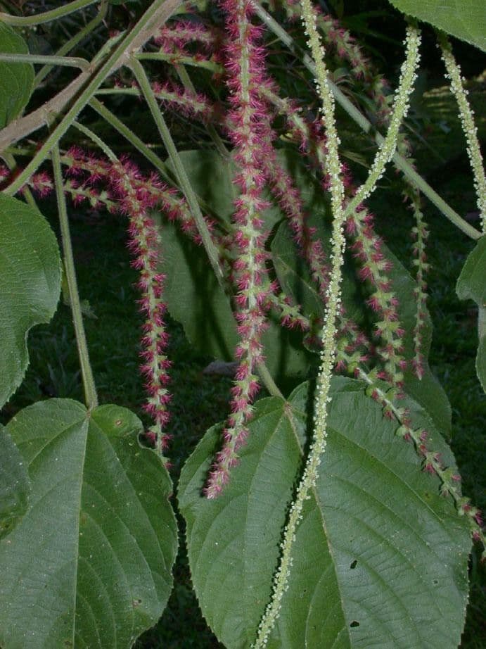 Acalypha a spiga grande 5