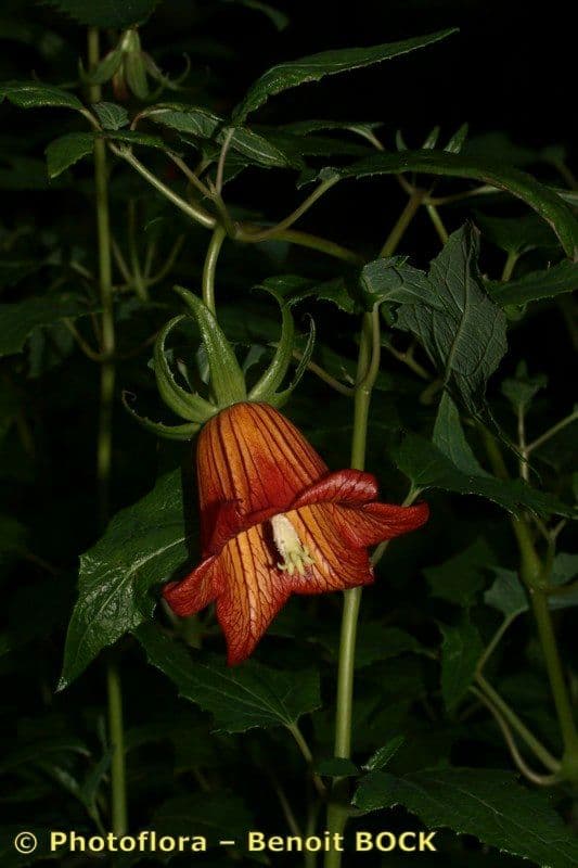 Canary bellflower 25