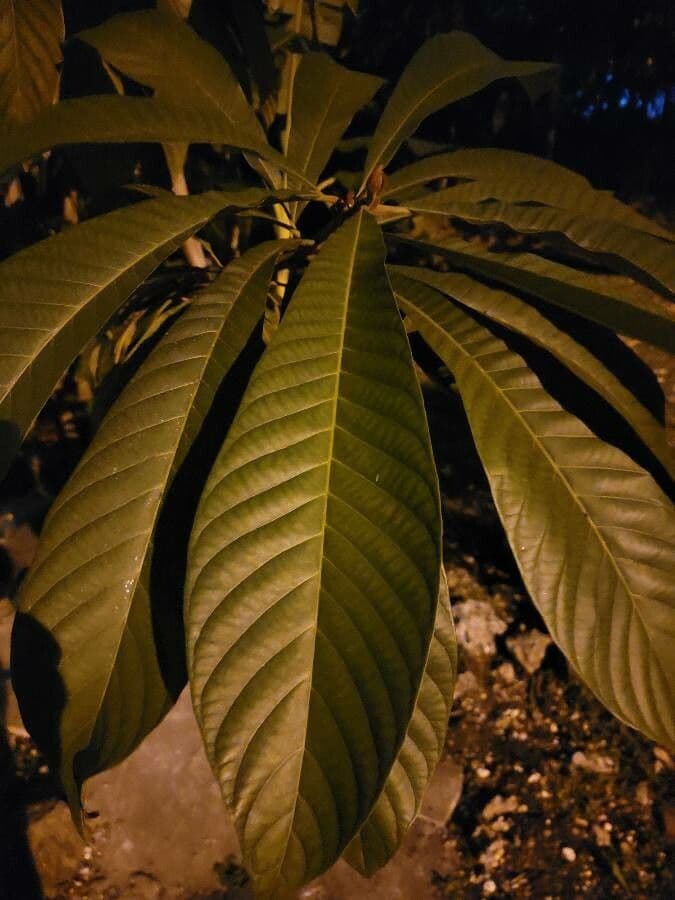 Pouteria 8