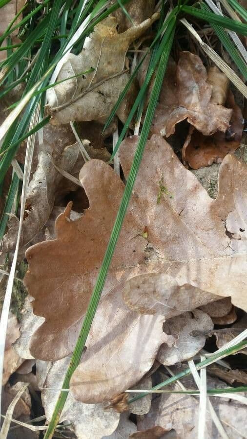 Schatten-Segge 19