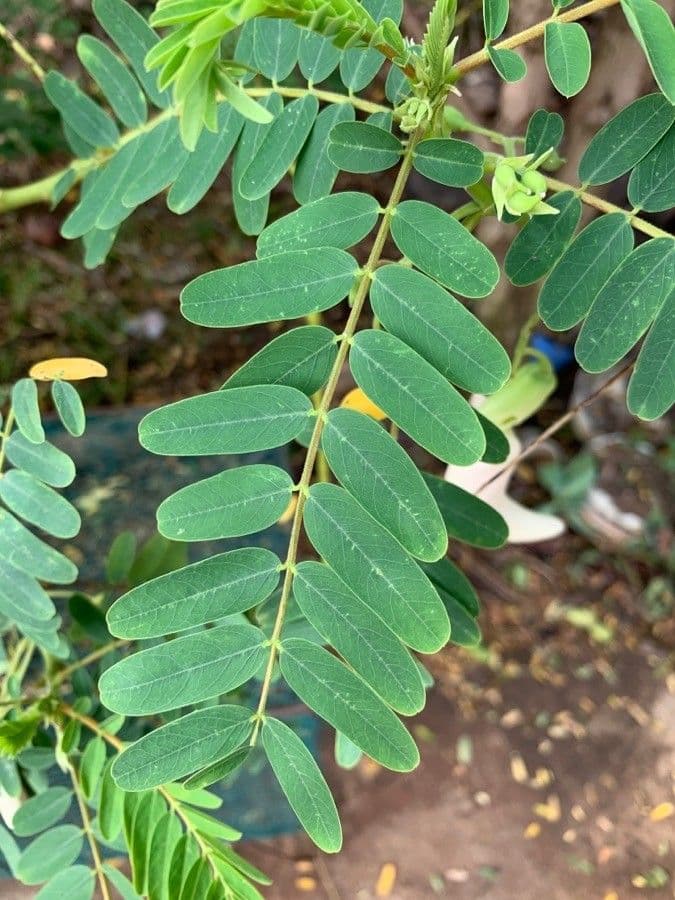 Sesbania grandiflora 15