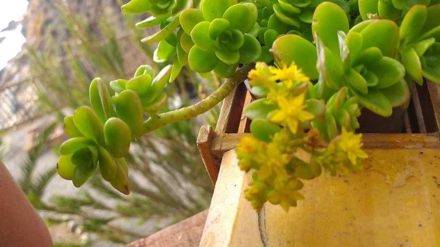 Borracina spatolata 6