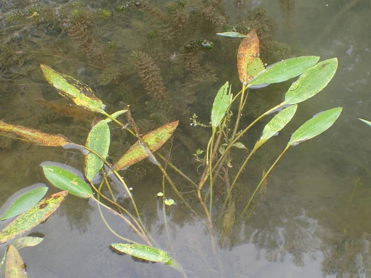 Brasca nodosa 11