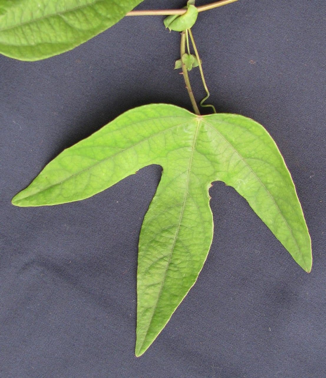 Passiflora dispar 6