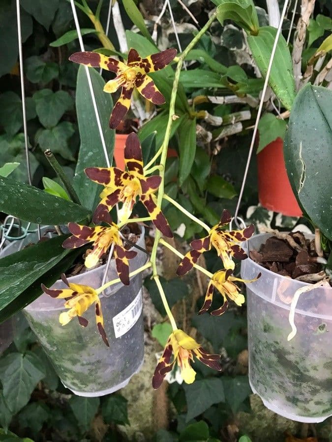 Leopardí orchidej 4