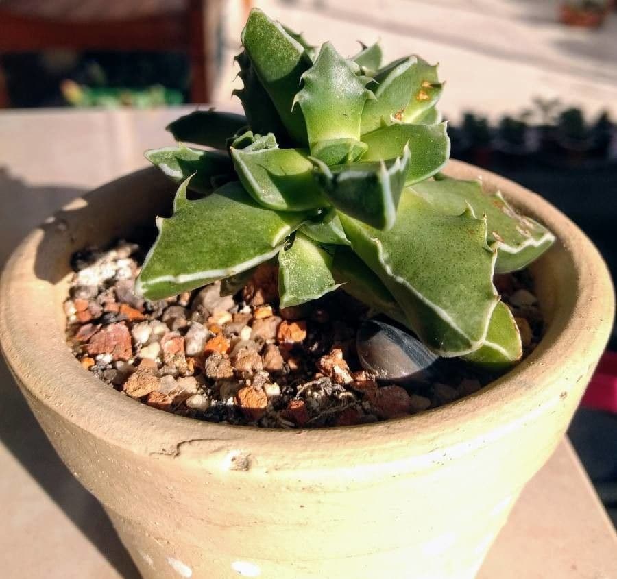 Faucaria 5