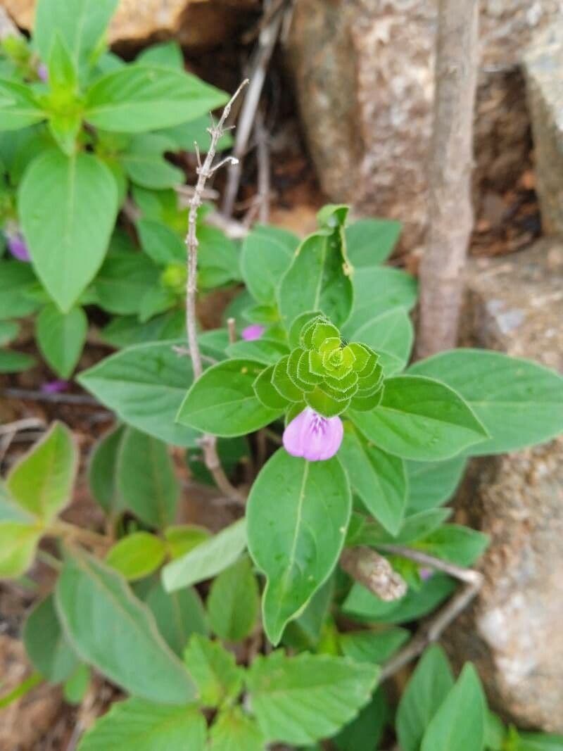 Akanthius diplopteroidny 14