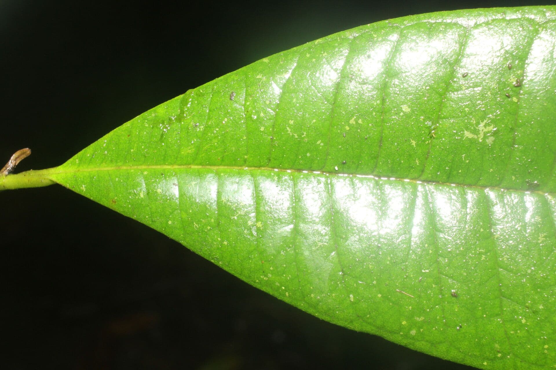 Allspice 6