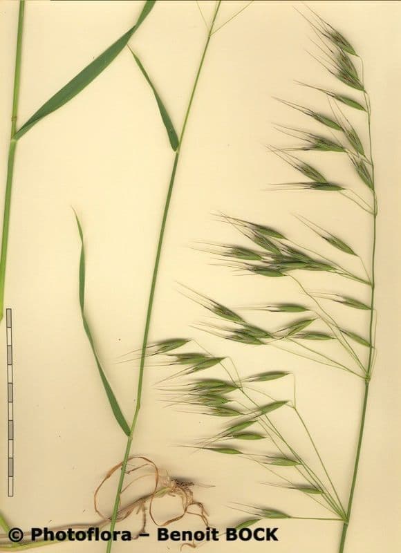 Avena maggiore 22