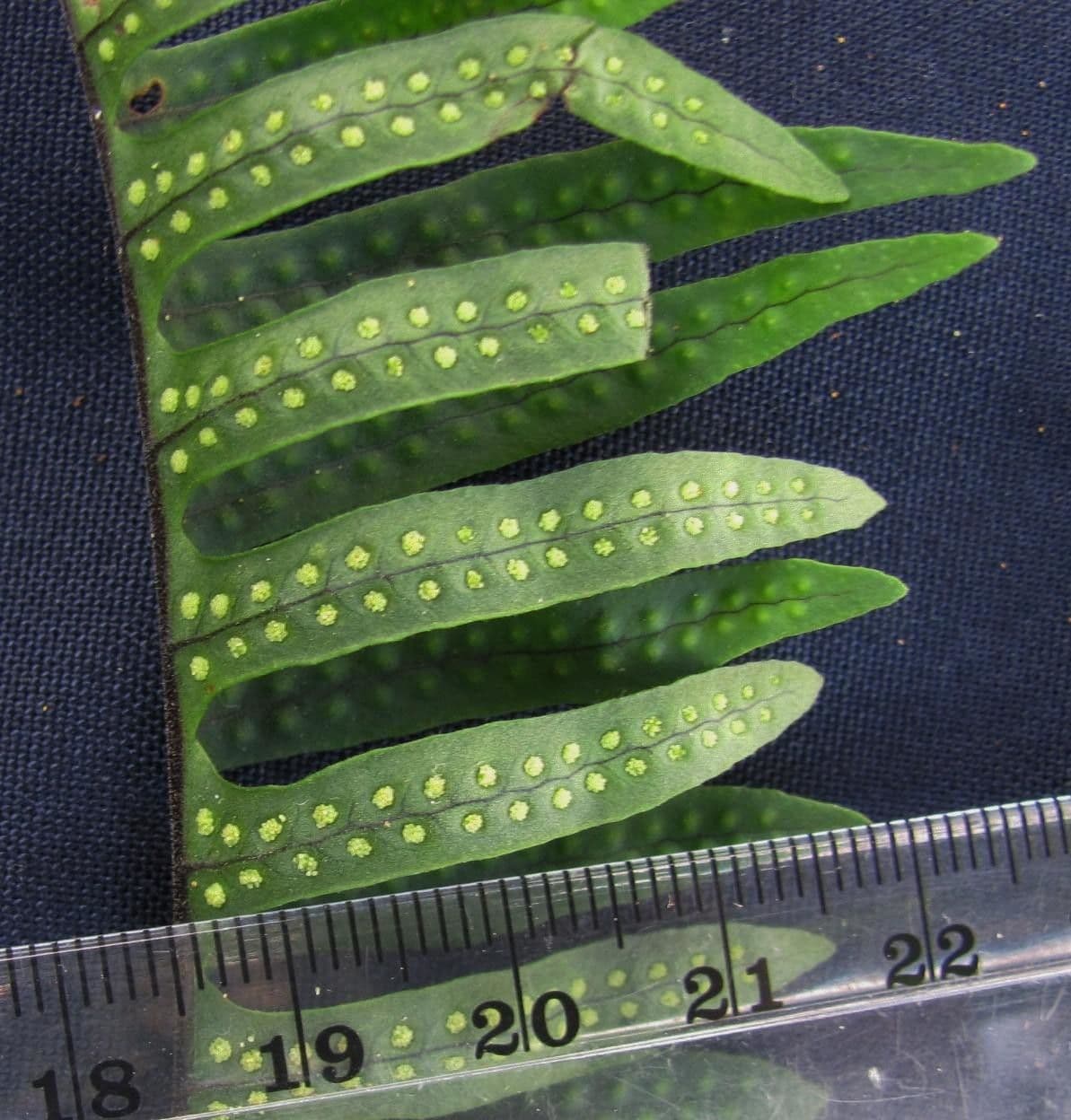 Serpocaulon 8