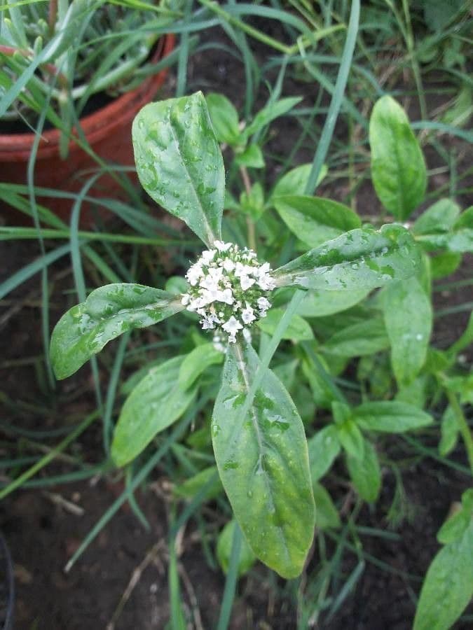 Mitracarpus hirtus 5