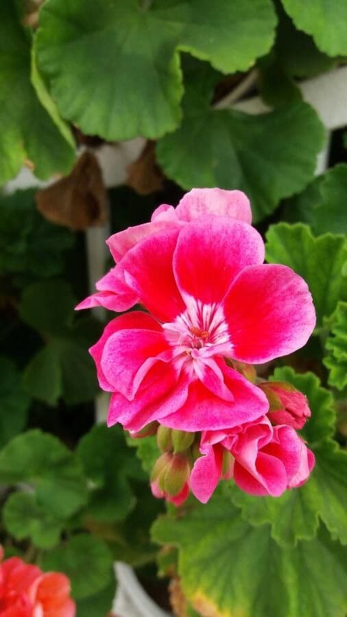 Pelargonium inodorum 3