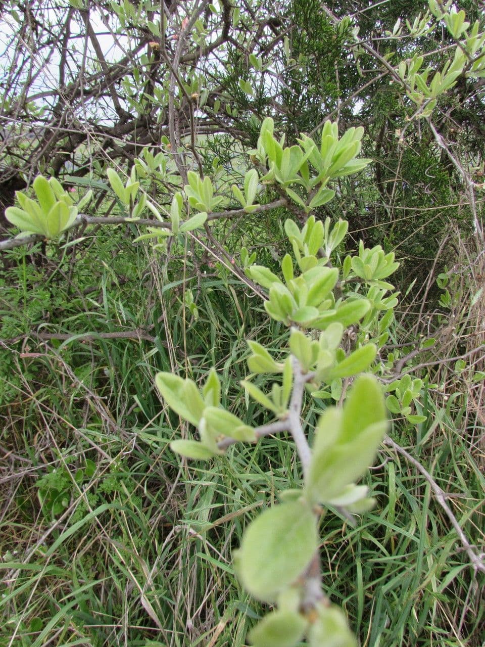 Chittamwood 3