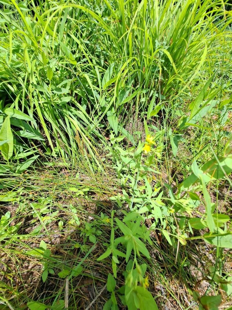 Millepertuis