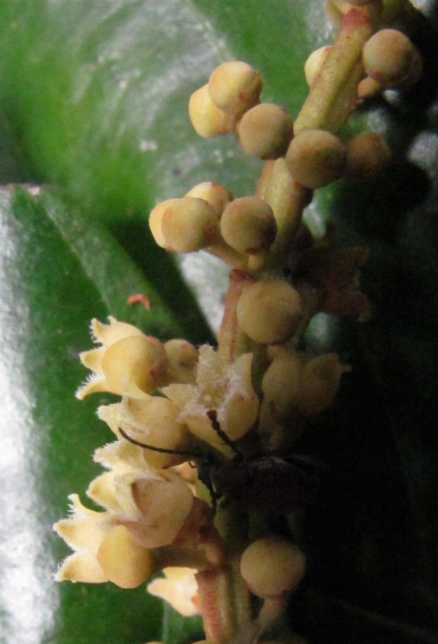 Minquartia guianensis 4