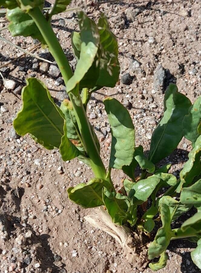 Nicotiana 9