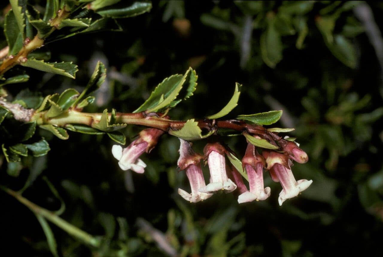Escallonia 2