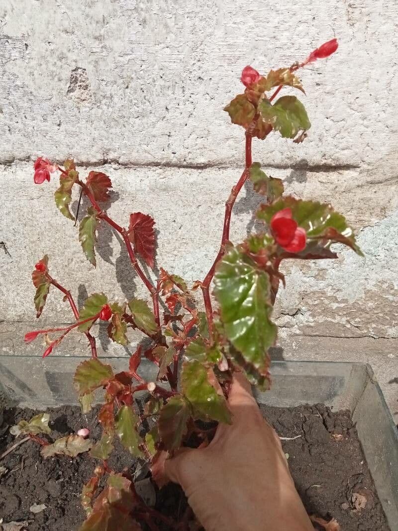 Begonia 3
