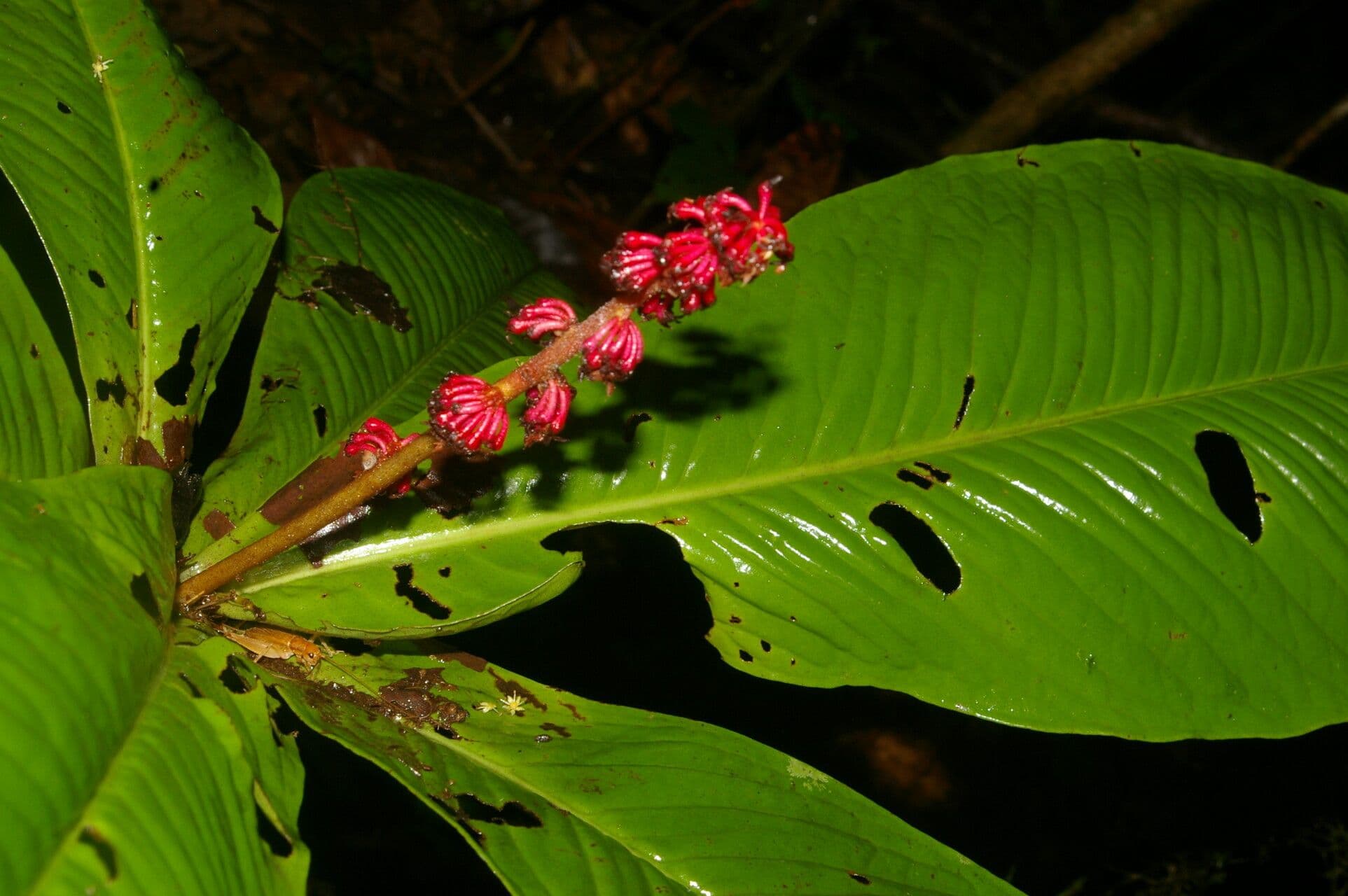 Ardisia 6