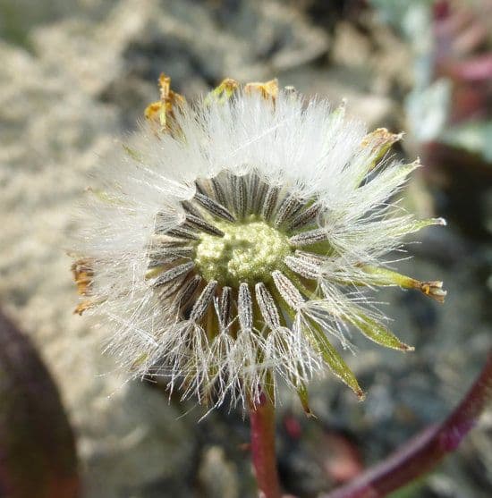 Senecio californiano 2