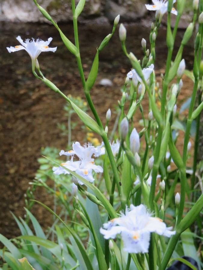 Iris japonés 10