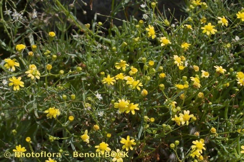 Senecio glauco 9