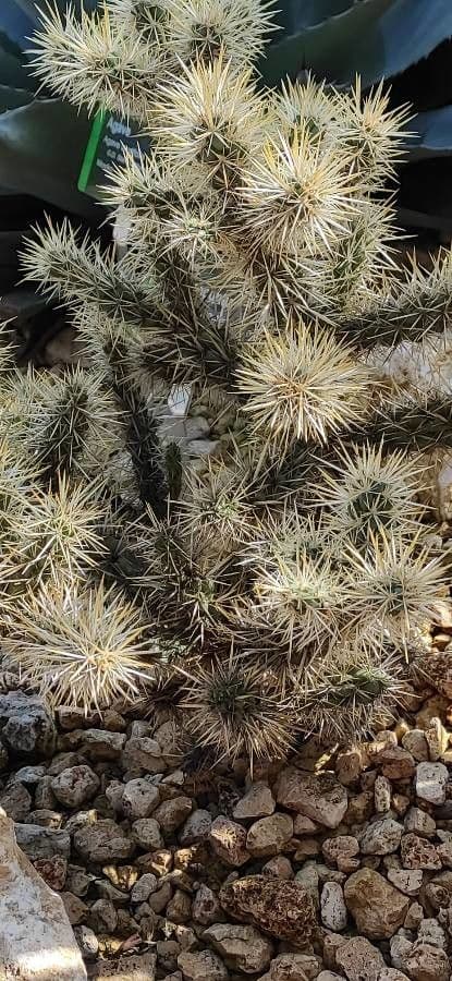 Cylindropuntia Echinocarpa 2