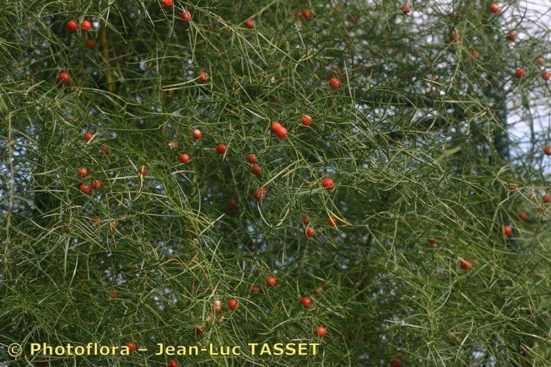 Asparago verticillato 3