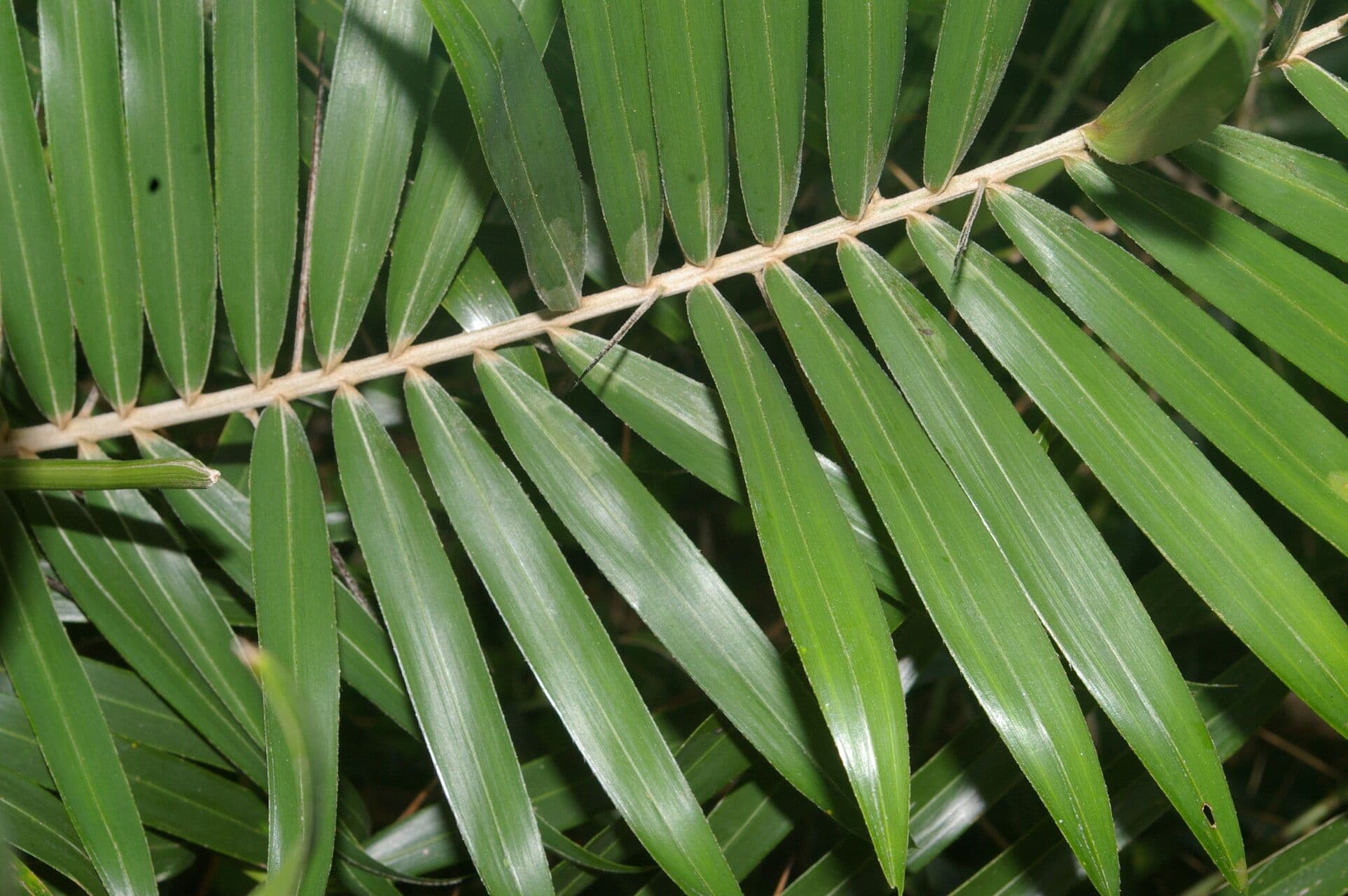 Bactris 2