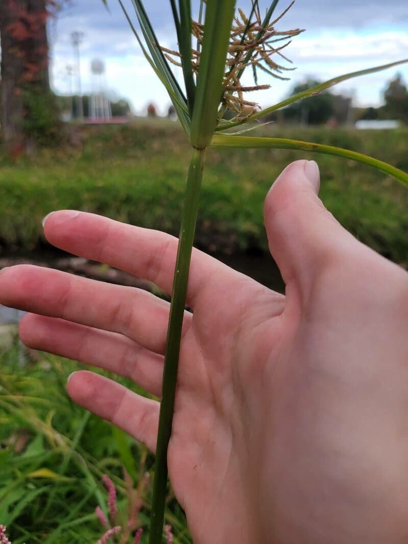 Zigolo gigante 9