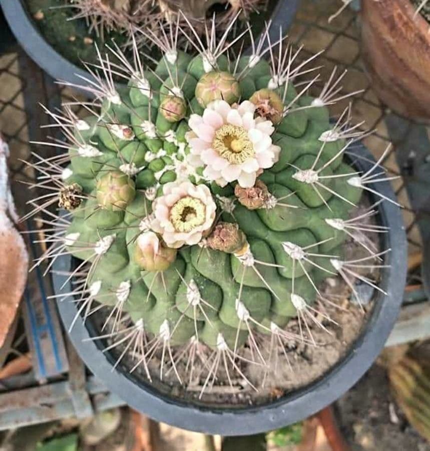 Cactus 25
