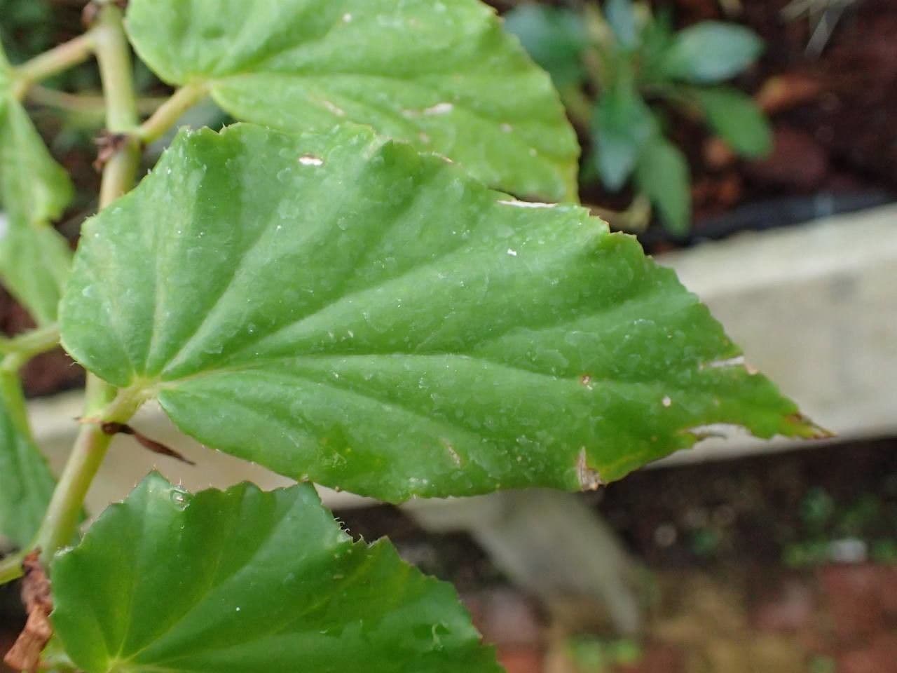 Begonia 12