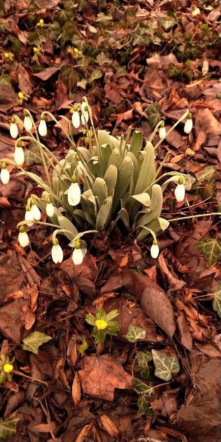 Große Schneeglöckchen 13