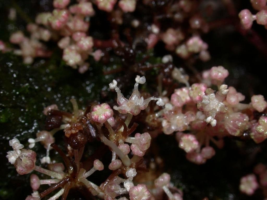 Urera simplex 8