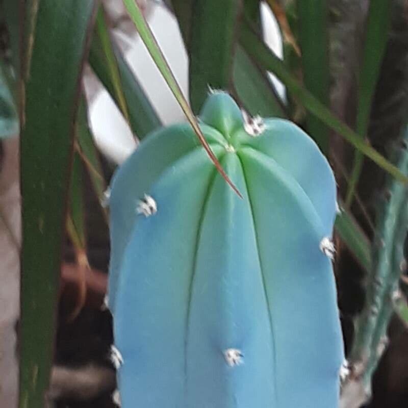 Myrtillocactus geometrizans 23
