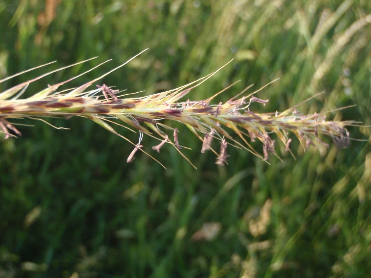 Grannenhafer 6