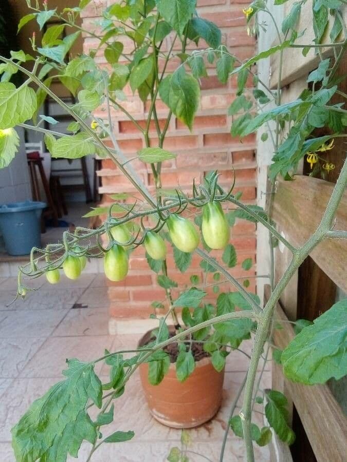 Pomodoro ribes 2