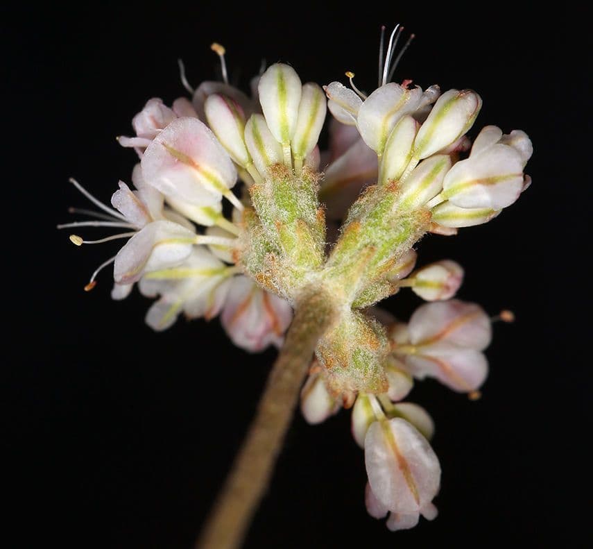 Blue mountain buckwheat 5