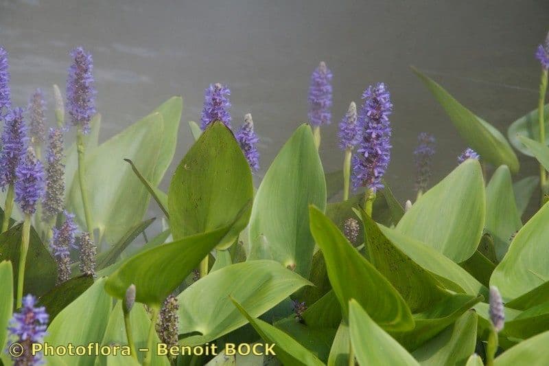 Pontederia 28