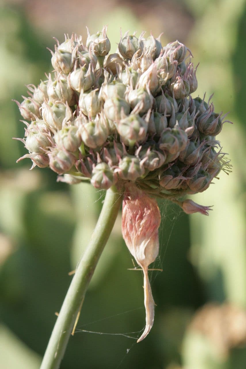 Aglio 5