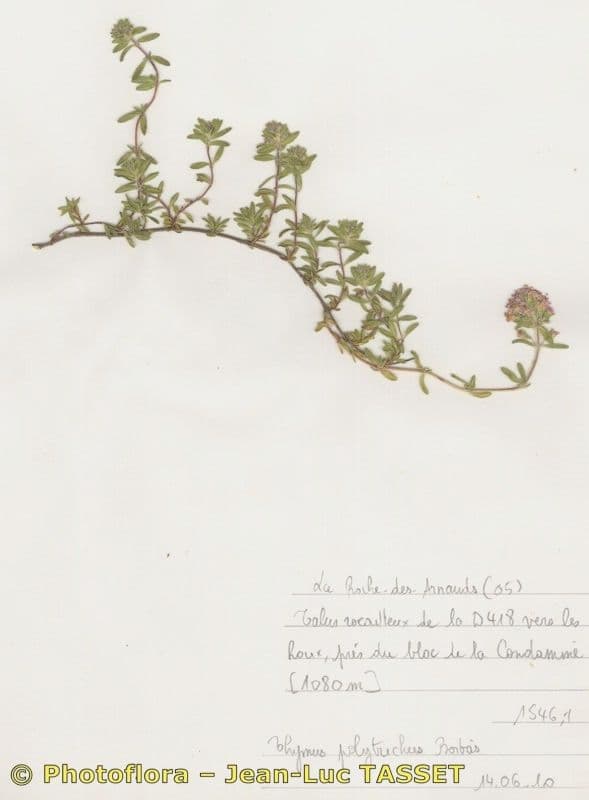 Timo selvatico 26