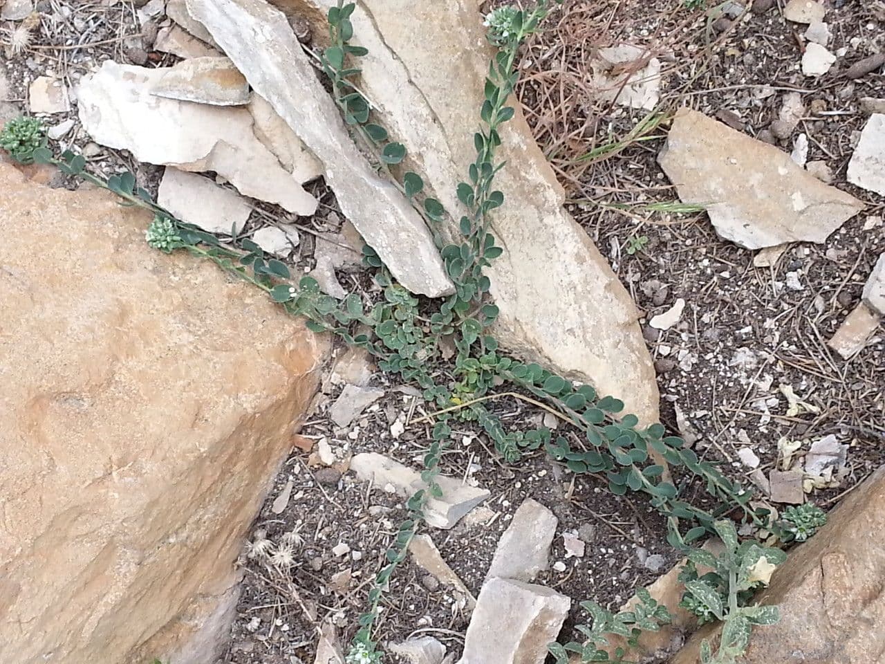 Telephium imperati 11