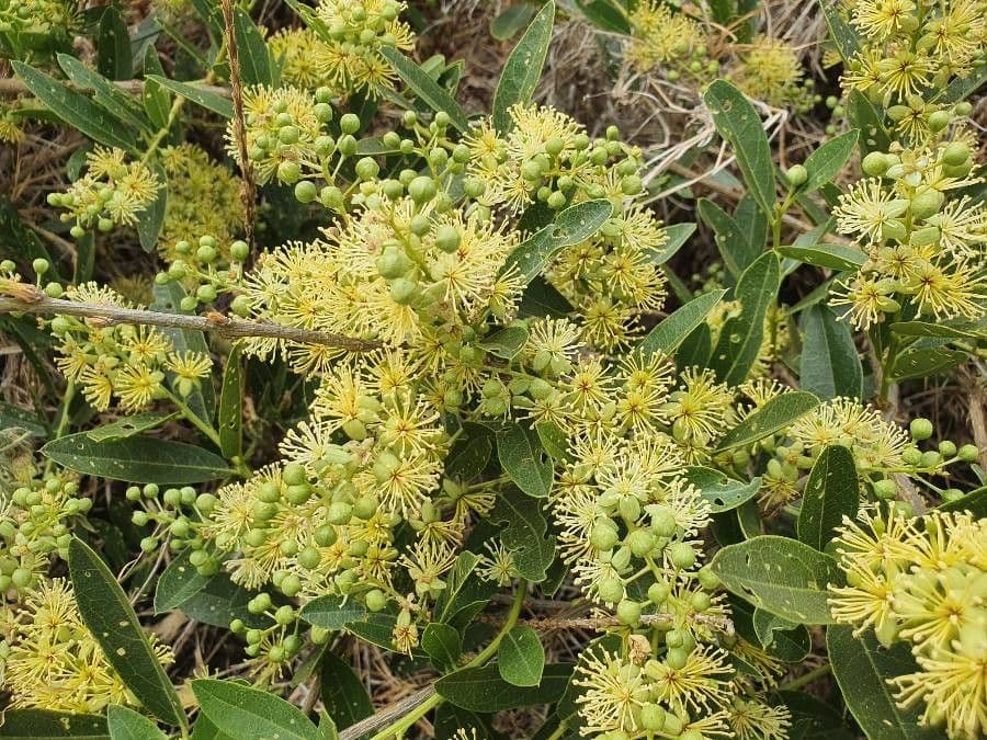 Boscia 7
