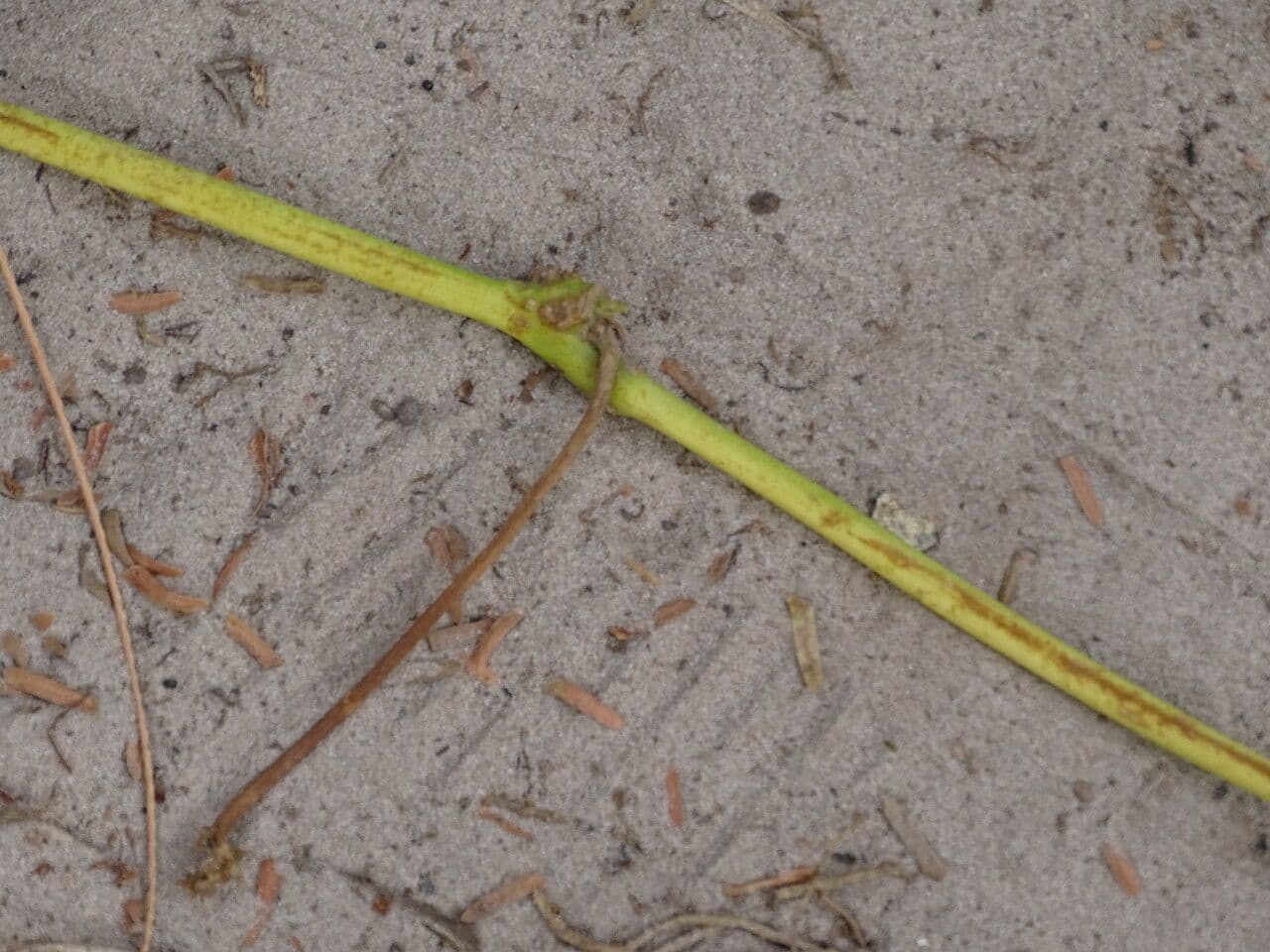 Ipomoea 18
