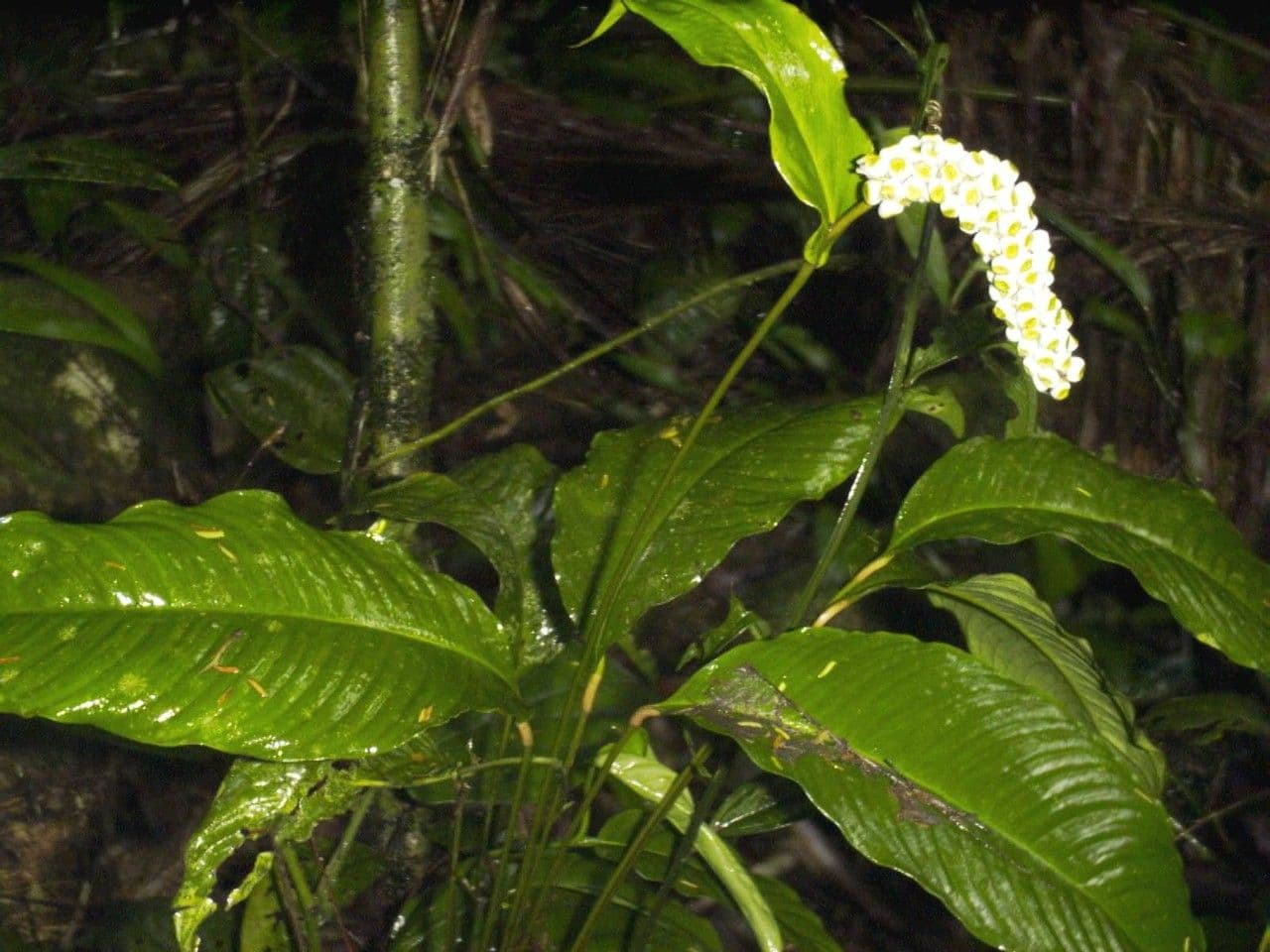 Zamiokulkas gładki 8