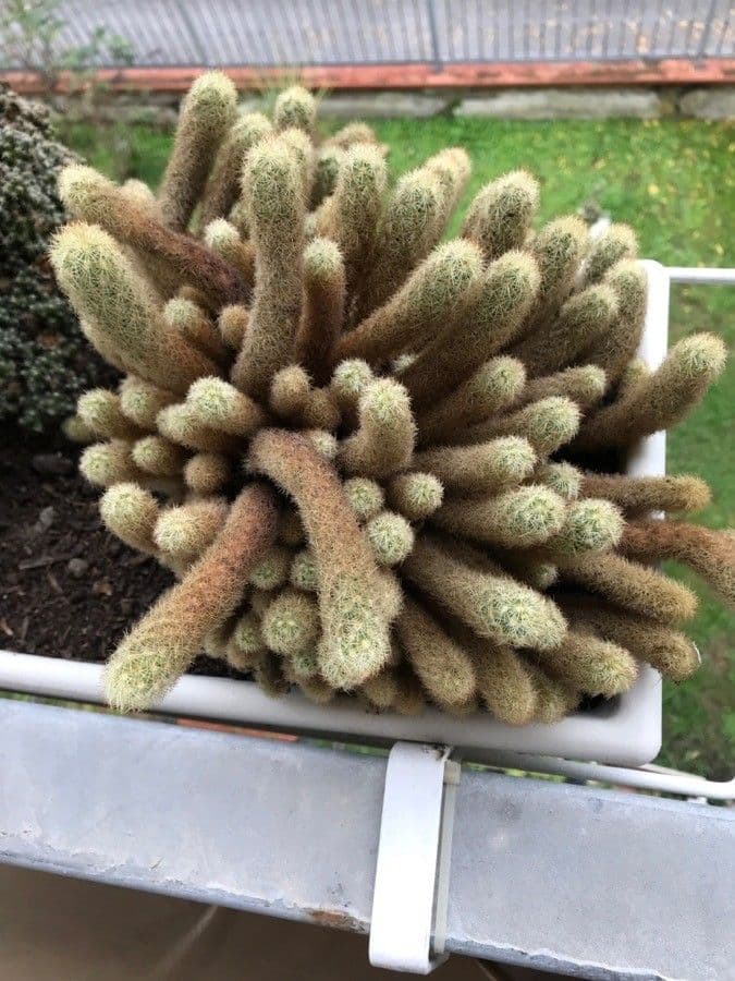 Cactus stella dorata 11